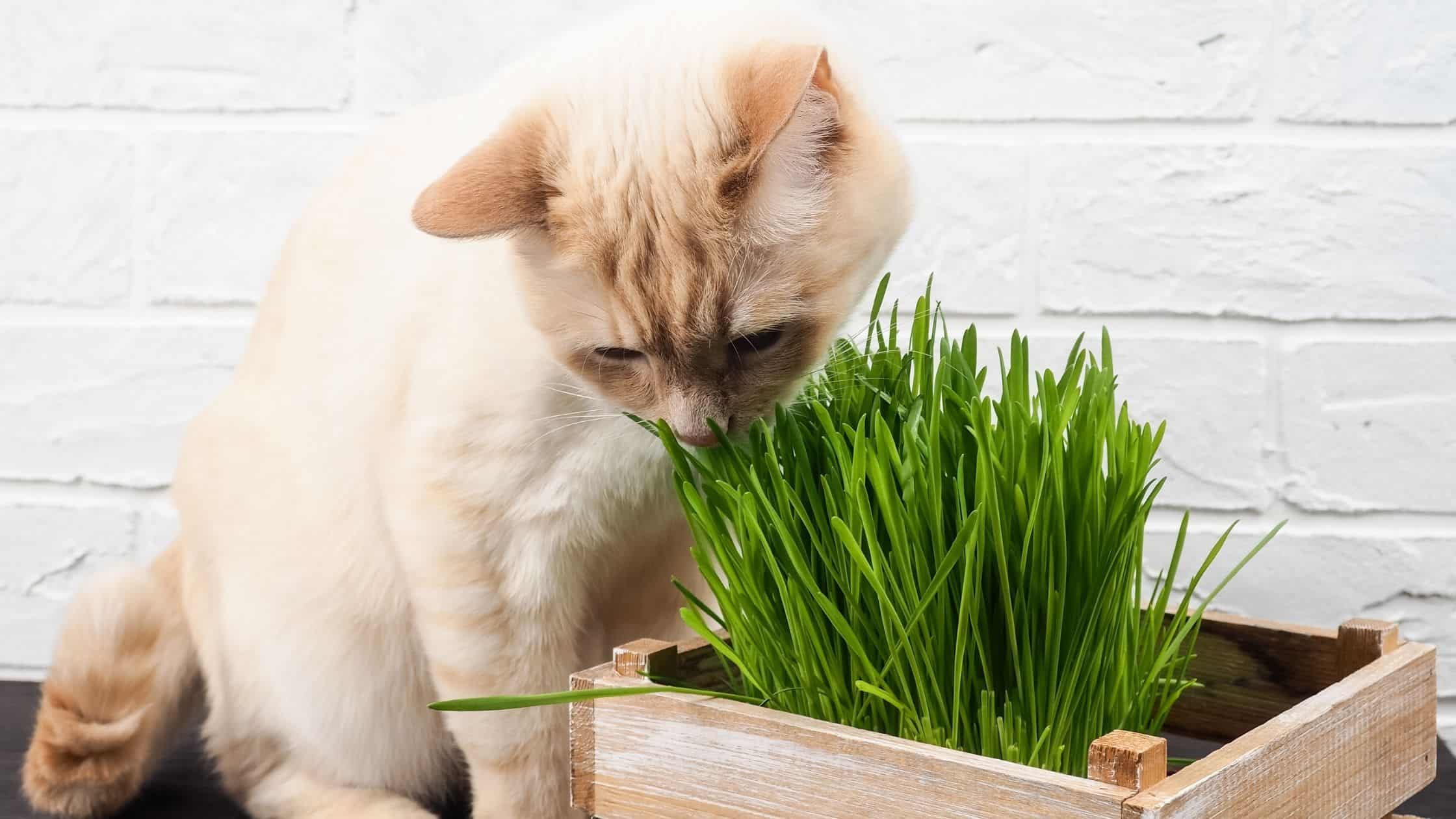10 Pet Friendly House plants Pet-friendly houseplants that are nonetheless stunning.