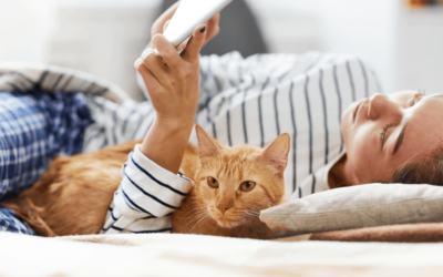Important Pet Insurance Terms