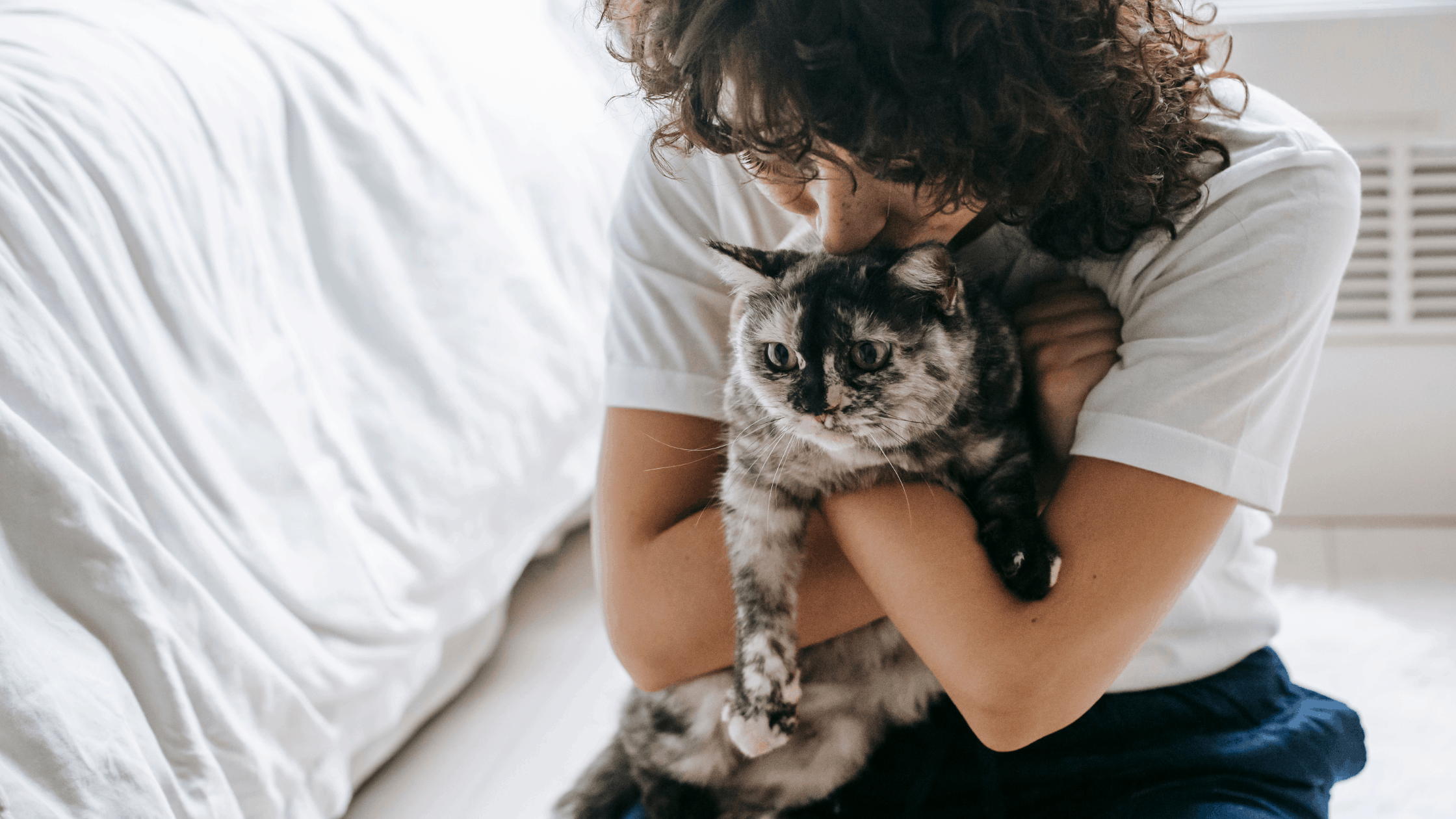 Pet Insurance fo Senior Cats Pet Insurance fo Senior Cats