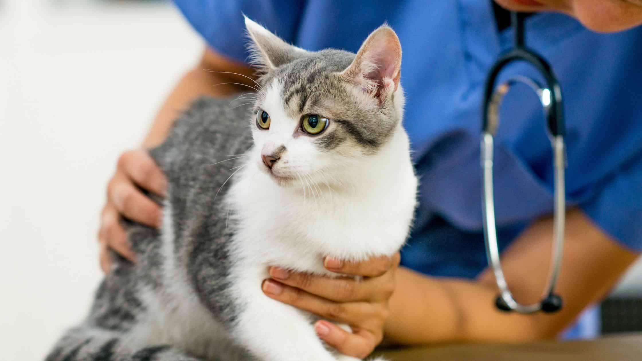 Cat at Vet