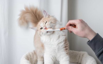 5 Reasons to Get Pet Insurance with Dental