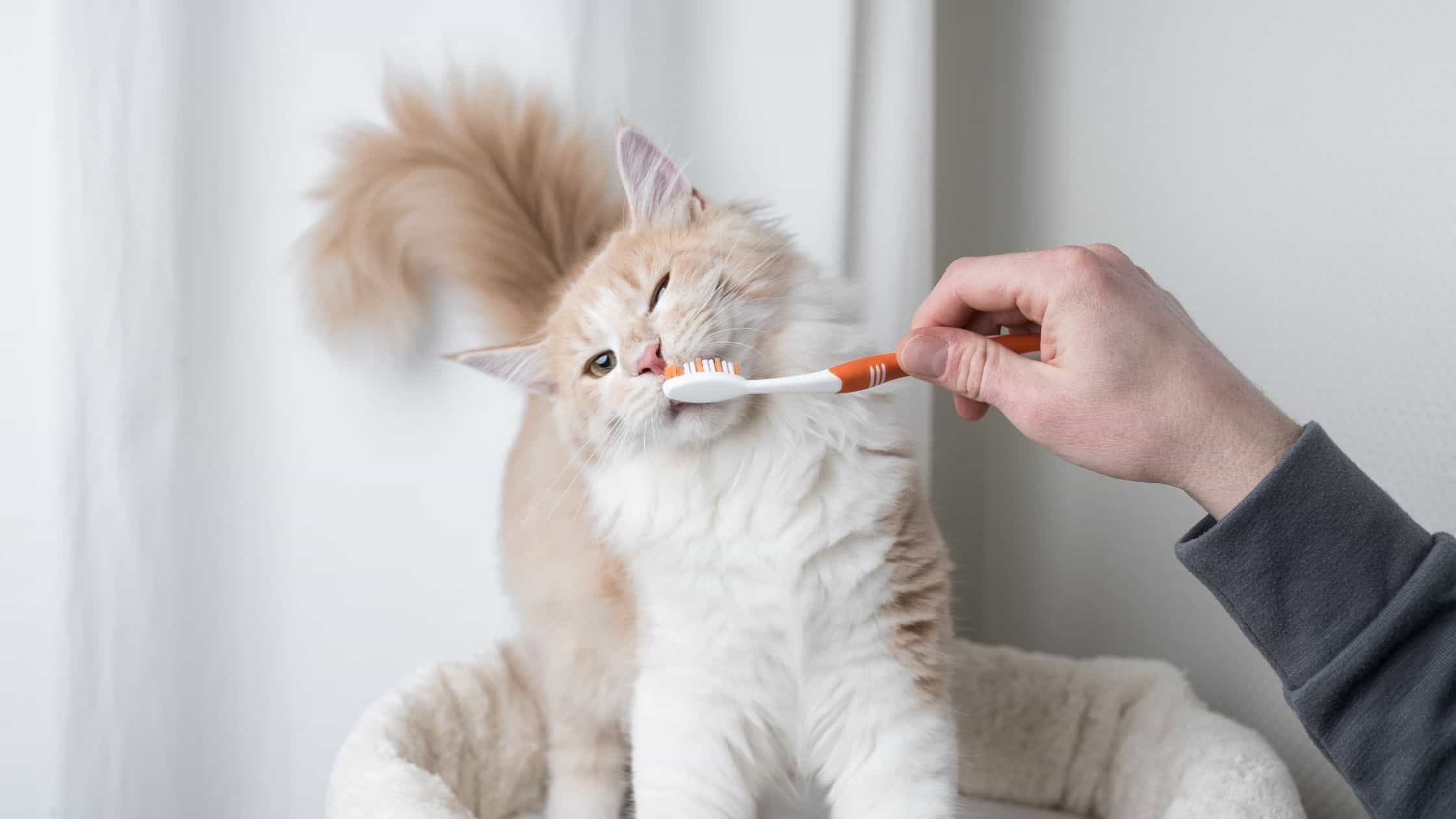 5 Reasons to Get Pet Insurance with Dental 5 Reasons to Get Pet Insurance with Dental