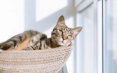 Different cat breeds that are considered to be the healthiest