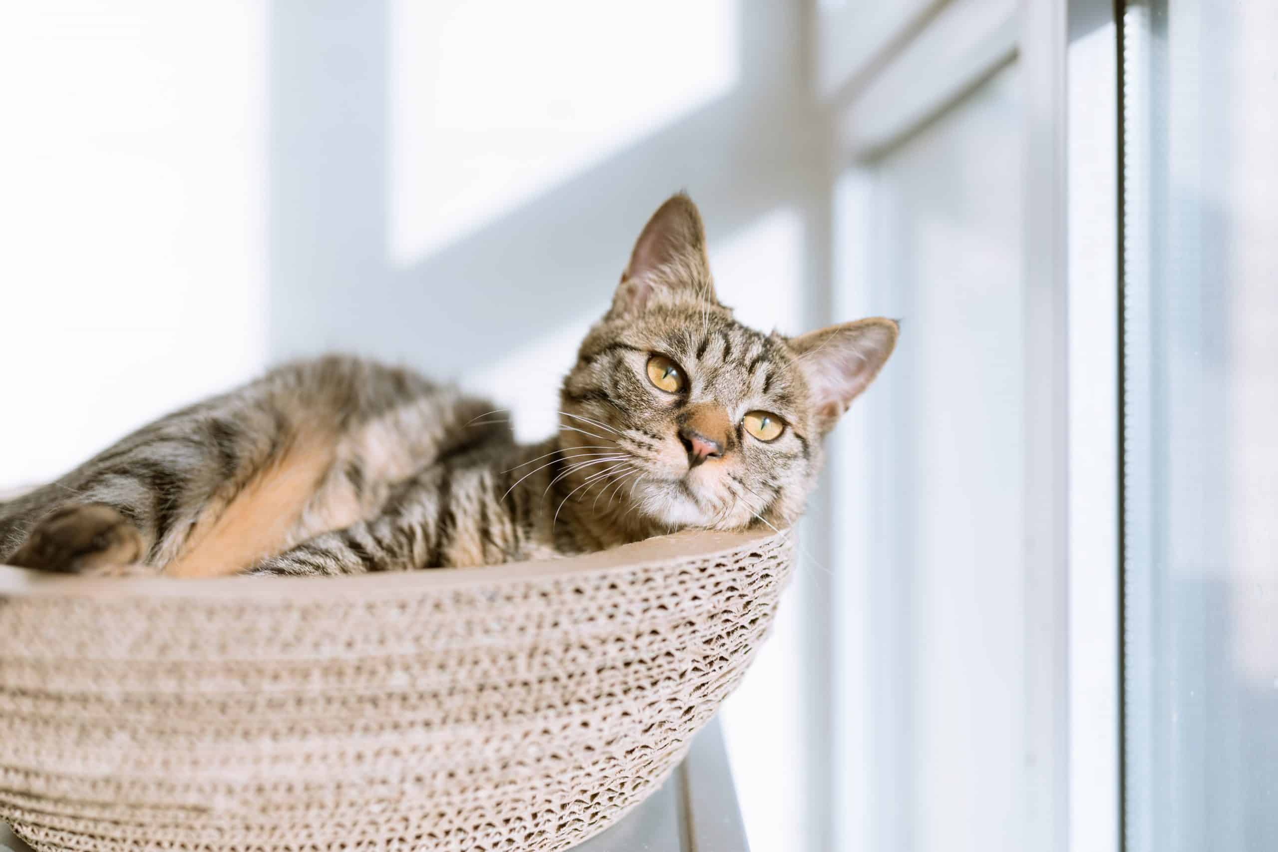 eric-han-WJ6fmN1D-h0-unsplash-1 Different cat breeds that are considered to be the healthiest