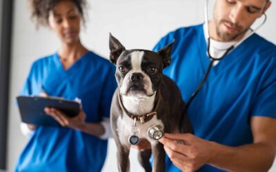 Questions you should ask on your vet visit regarding dogs