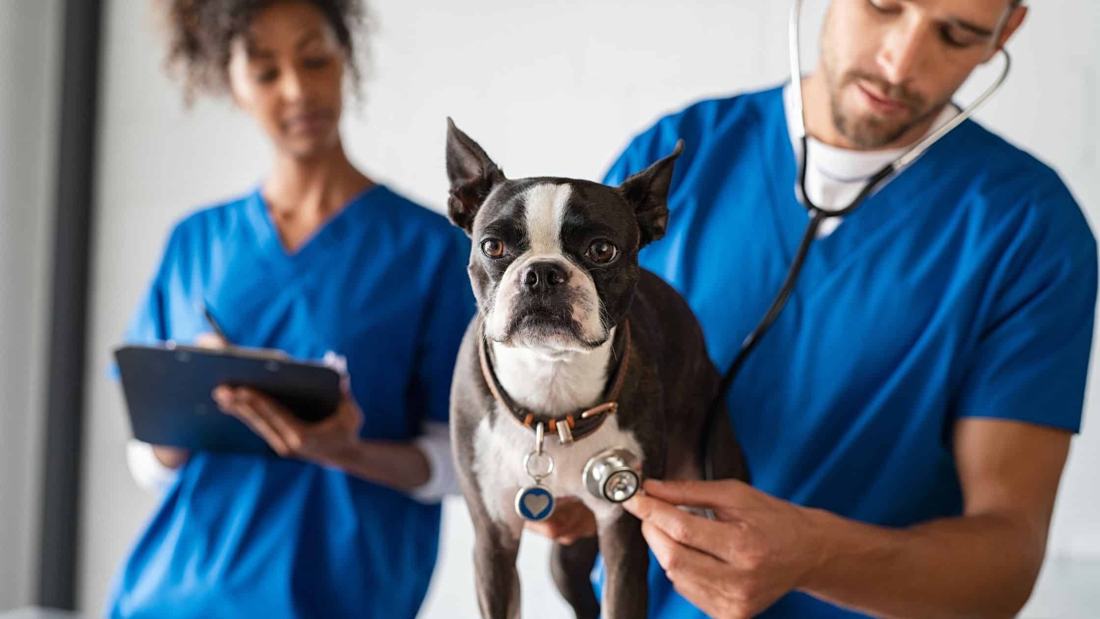 Dog at Vet Questions you should ask on your vet visit regarding dogs