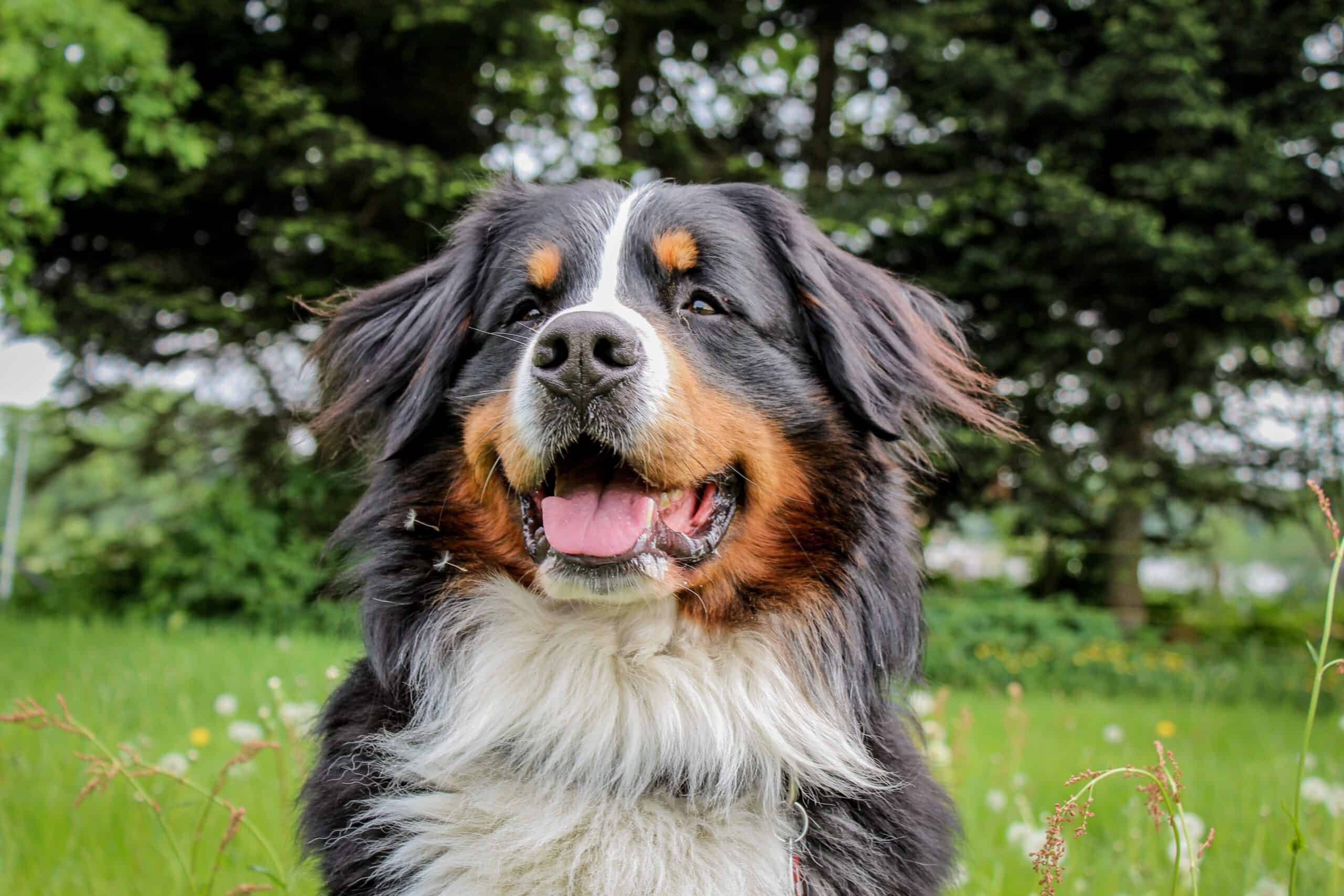 alexandra-lau-jxEJY7SrJco-unsplash-1 Dog breeds that are prone to cancer