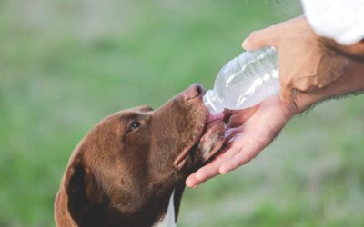 Ways to Keep Your Dog Hydrated
