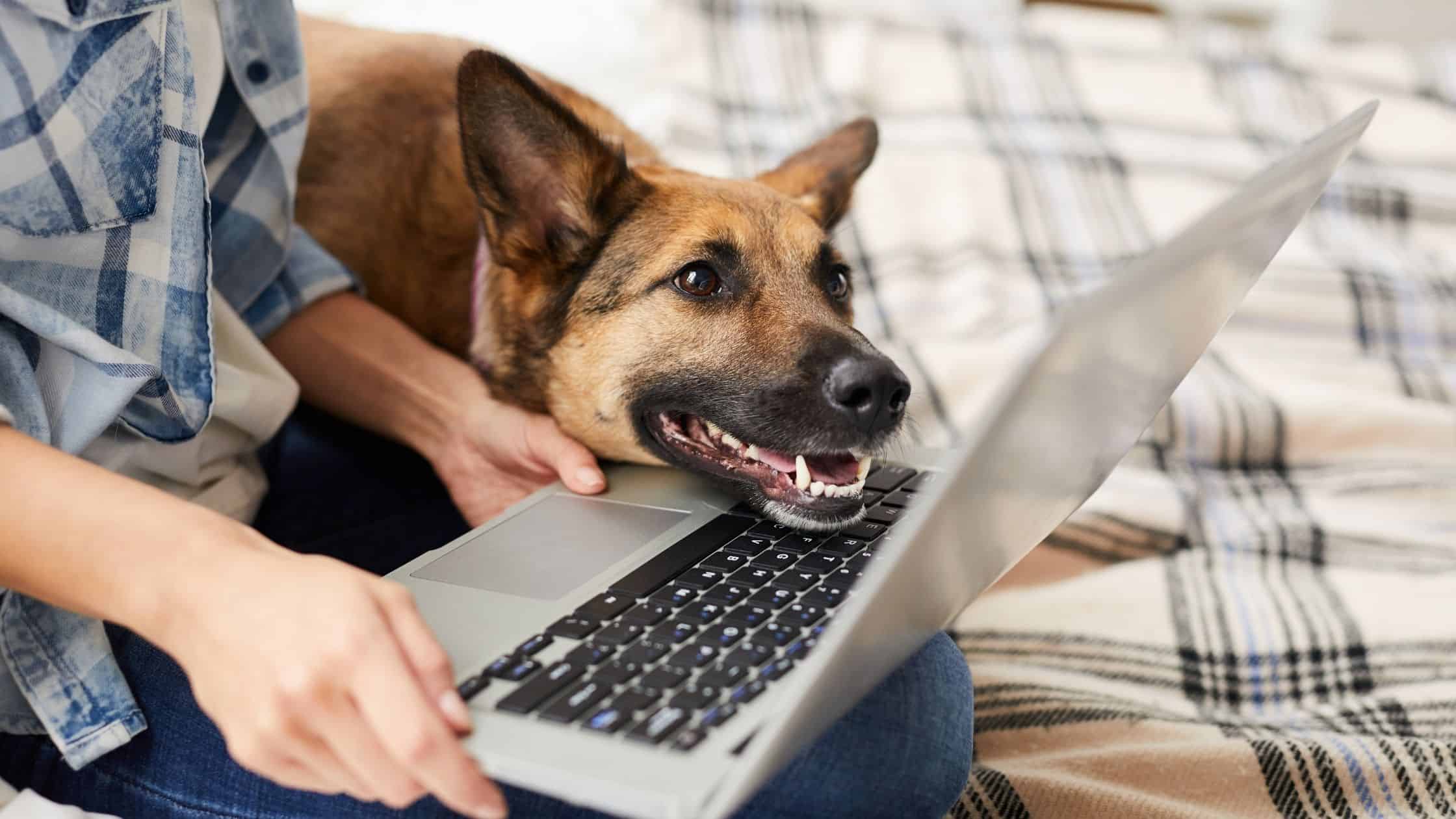 Happy dog looking at laptop with owner Happy dog looking at laptop with owner