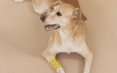 How to assemble a pet first aid kit