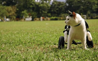 How to help a disabled cat