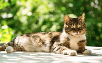 The facts about cat down syndrome