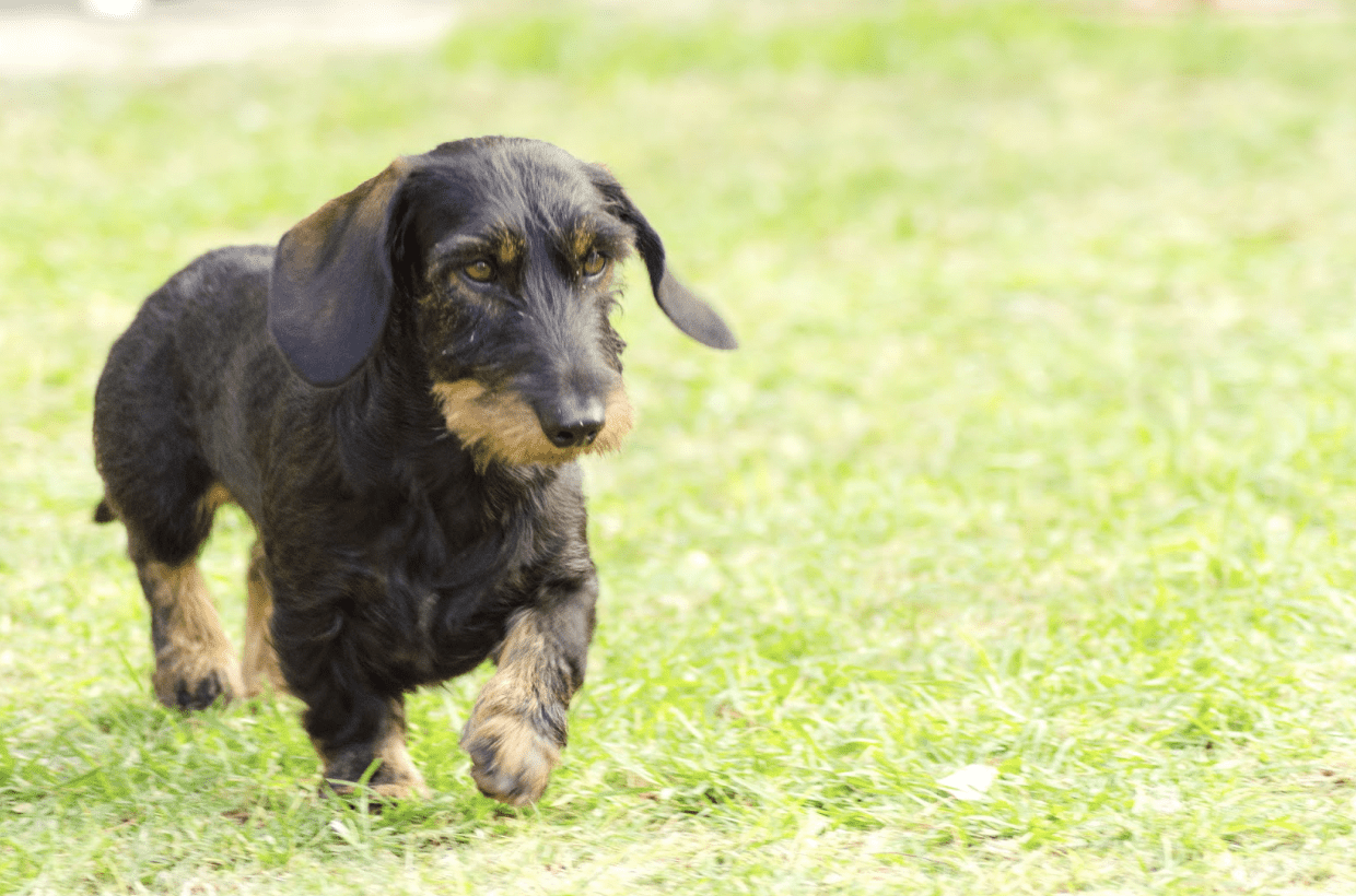 Screen Shot 2022-05-05 at 4.23.43 PM Health issues that a Daschund may experience