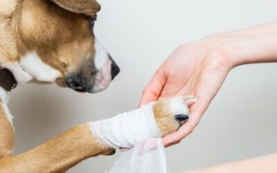 There can be many reasons why your dog may be limping.