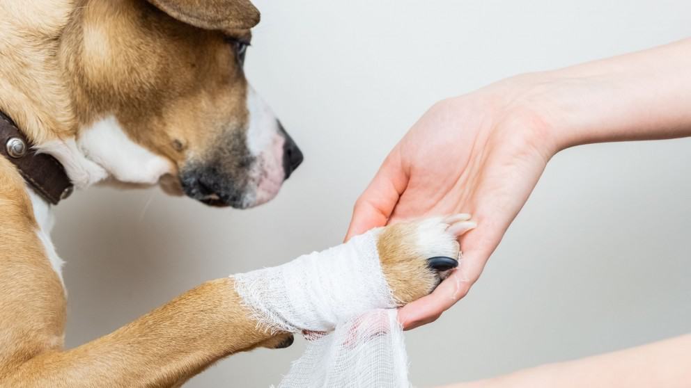 Why-is-my-dog-limping3F-992×558 There can be many reasons why your dog may be limping.