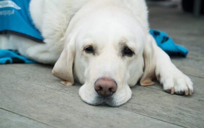 How to take care of a dog suffering from a sprain