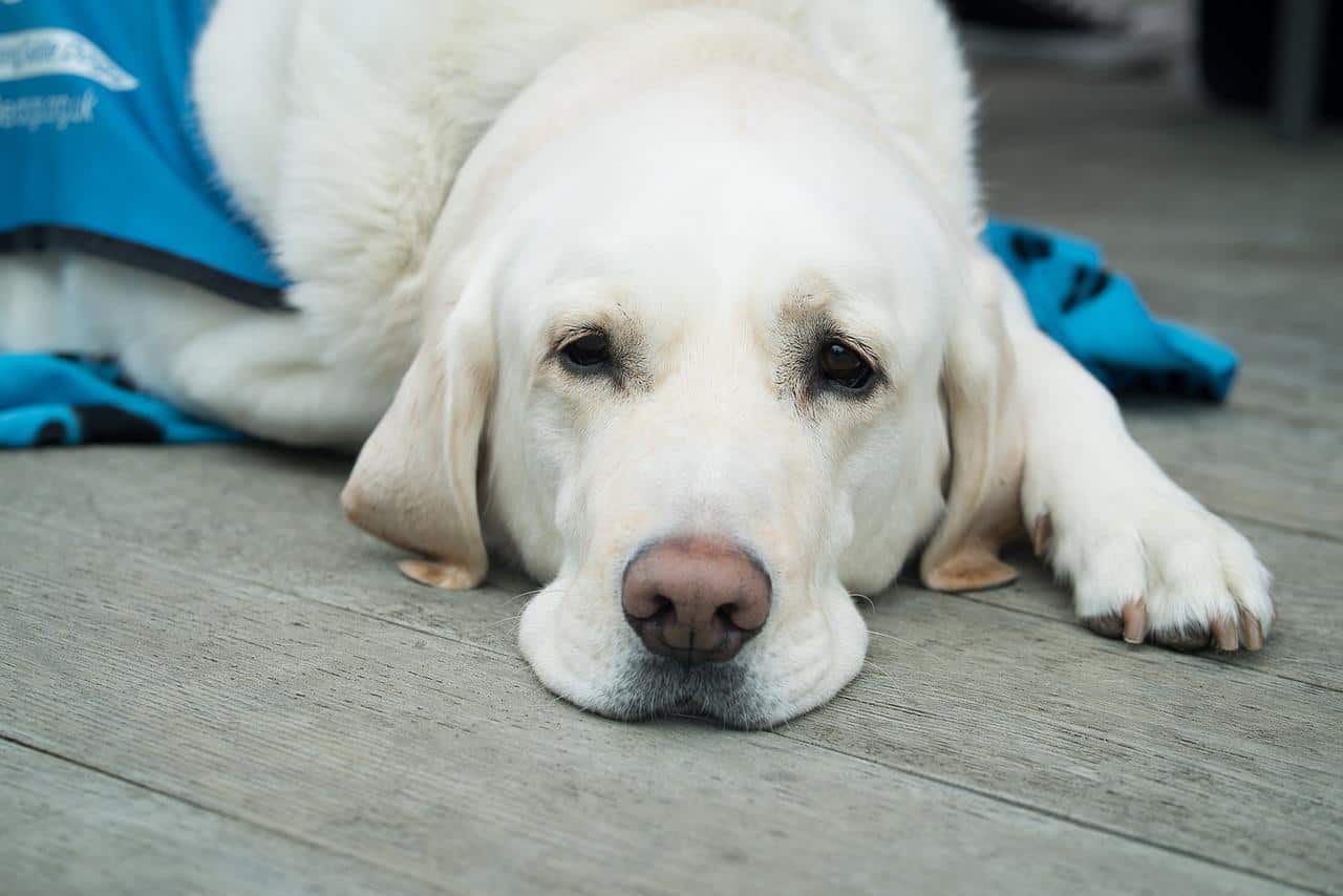 dog-g8a809bb49_1280 How to take care of a dog suffering from a sprain