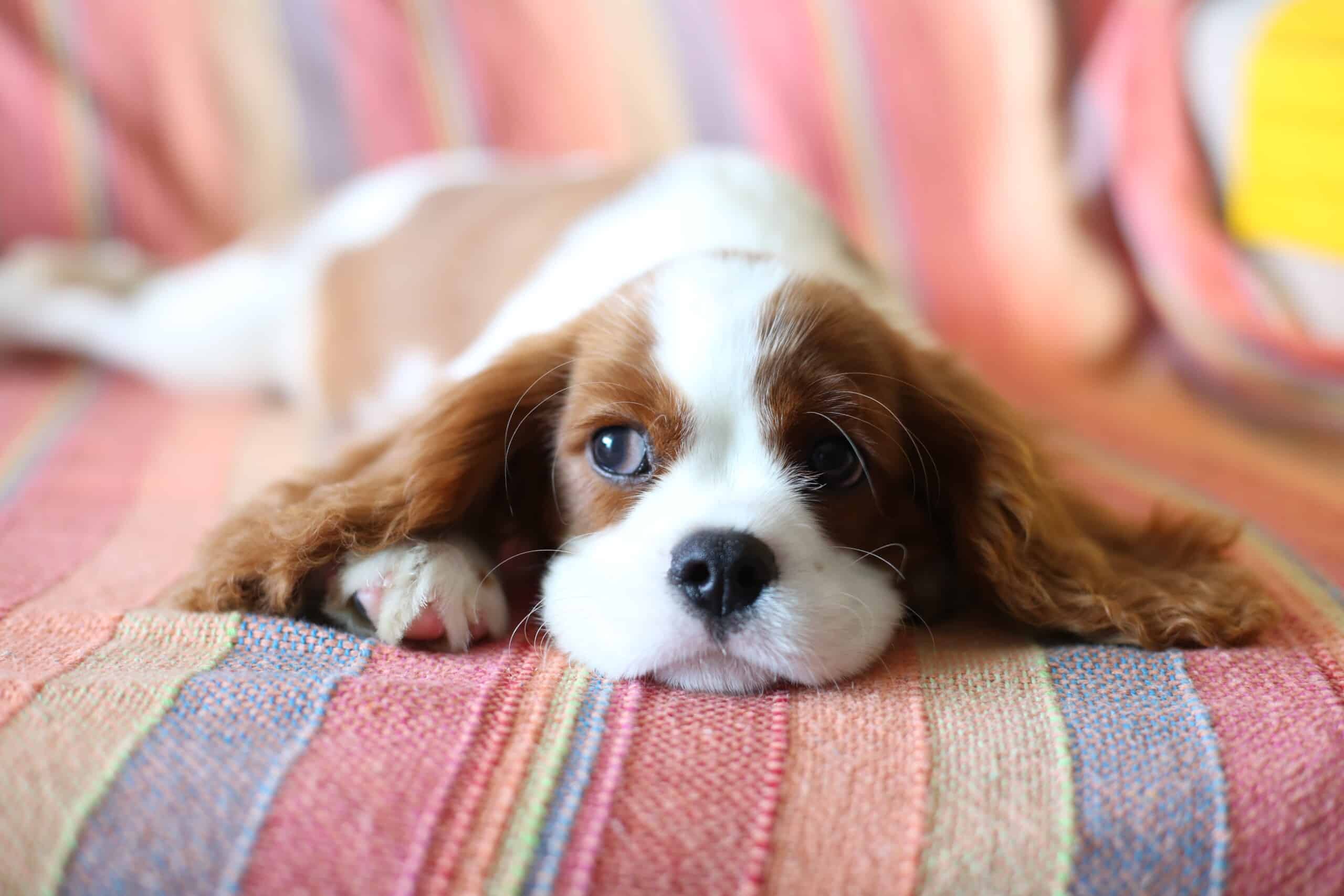 izabelly-marques-Ytp_K5bwa0Q-unsplash Ways to make your dog throw up in case of an emergency