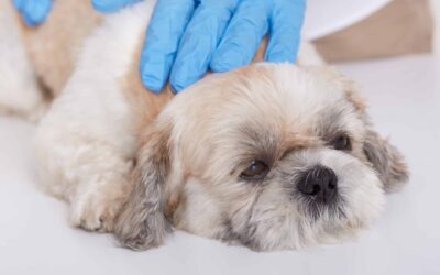 What Are Your Options and How Much Does It Cost When Your Dog Requires Surgery