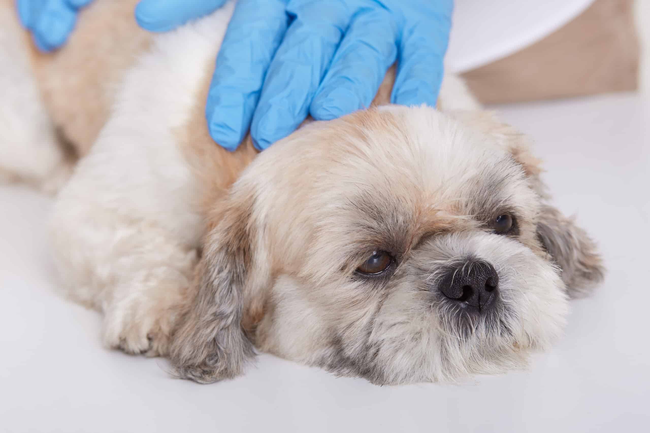 Hands of veterinarians in blue protective gloves examines Pekingese health, small dog lying on table in veterinary clinic, vet diagnoses puppy’s disease. What Are Your Options and How Much Does It Cost When Your Dog Requires Surgery
