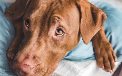 When to Worry About Blood in Dog Poop
