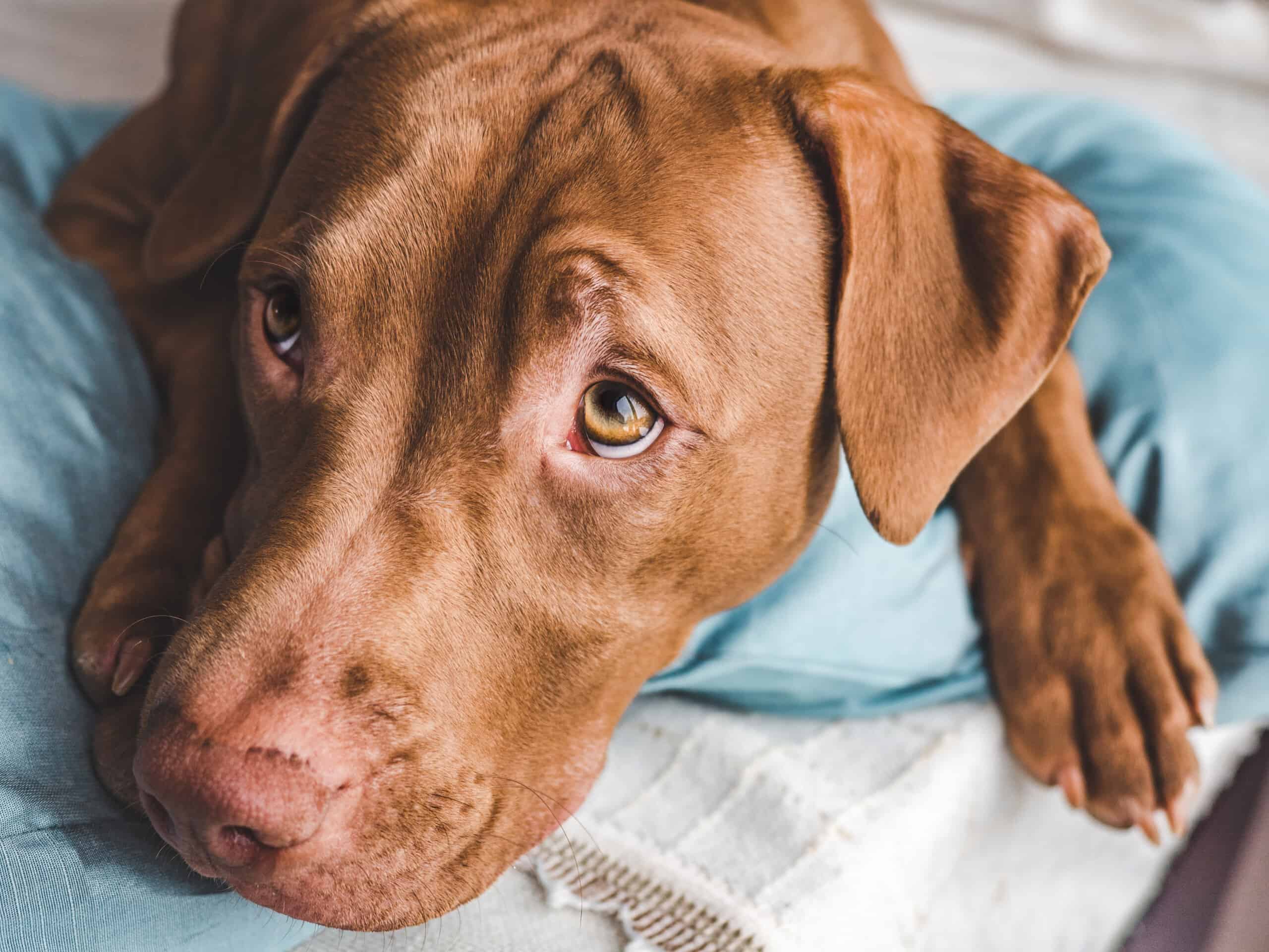 Lovable, pretty puppy of chocolate color. Close-up When to Worry About Blood in Dog Poop