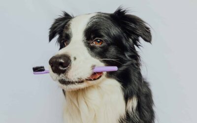 Border Collie holding toothbrush