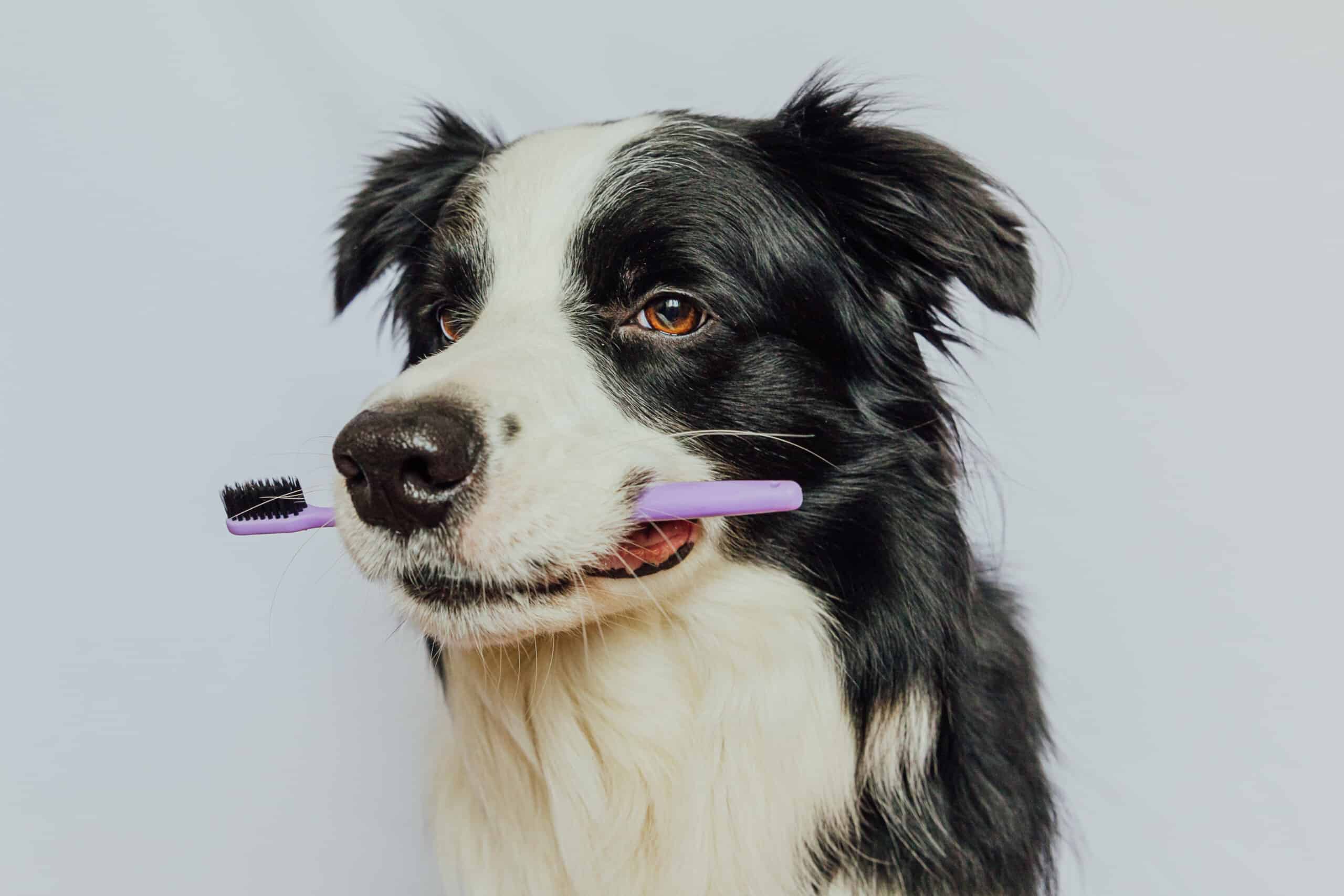 Cute smart funny puppy dog border collie holding toothbrush in mouth isolated on white background. Oral hygiene of pets. Veterinary medicine, dog teeth health care banner. Border Collie holding toothbrush