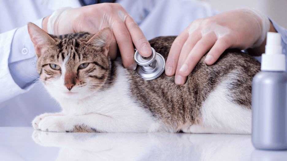 How often do you take a cat to the vet Taking your cat for regular checkups at the vet is one of the most important things you can do as a pet owner