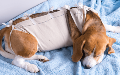 Hip dysplasia in dogs can be very painful and can cause mobility issues.