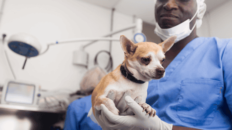 Learn about the costs for spaying or neutering you dog.