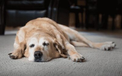 Causes, symptoms and treatments for canine parvovirus.