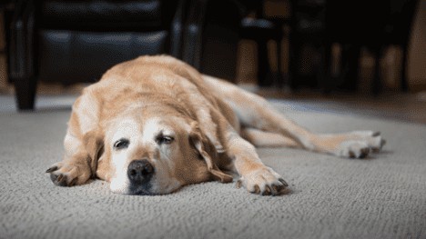 Causes, symptoms and treatments for canine parvovirus.