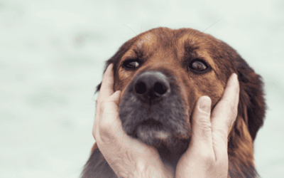 A guide to maintaining your dog's health in cold weather.