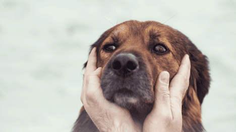 Dog in cold weather hero A guide to maintaining your dog's health in cold weather.