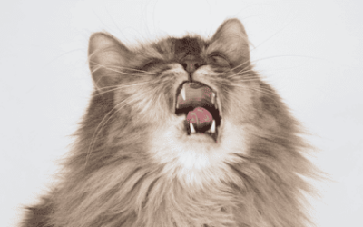 How to get rid of your cat's ringworm