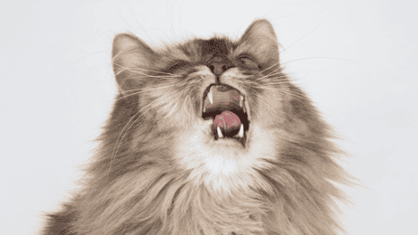 Ringworm in cats hero image How to get rid of your cat's ringworm