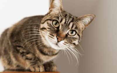 A guide to learning about Feline Panleukopenia