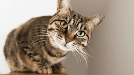 What is Feline Panleukopenia A guide to learning about Feline Panleukopenia