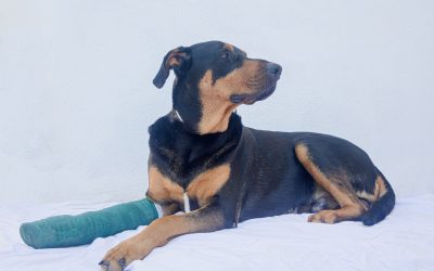 An Accident Only pet insurance plan offers coverage for accidental injuries.