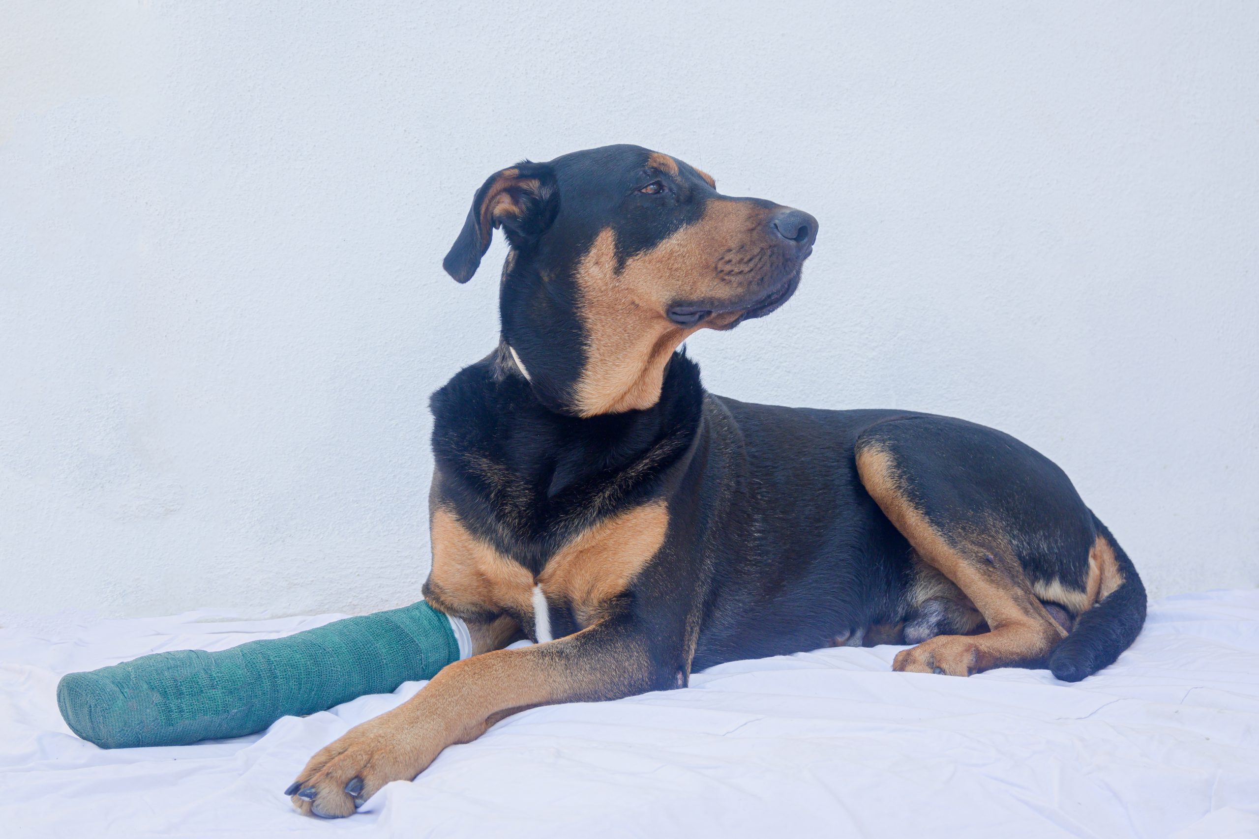 Doberman mix after leg operation in the white background An Accident Only pet insurance plan offers coverage for accidental injuries.