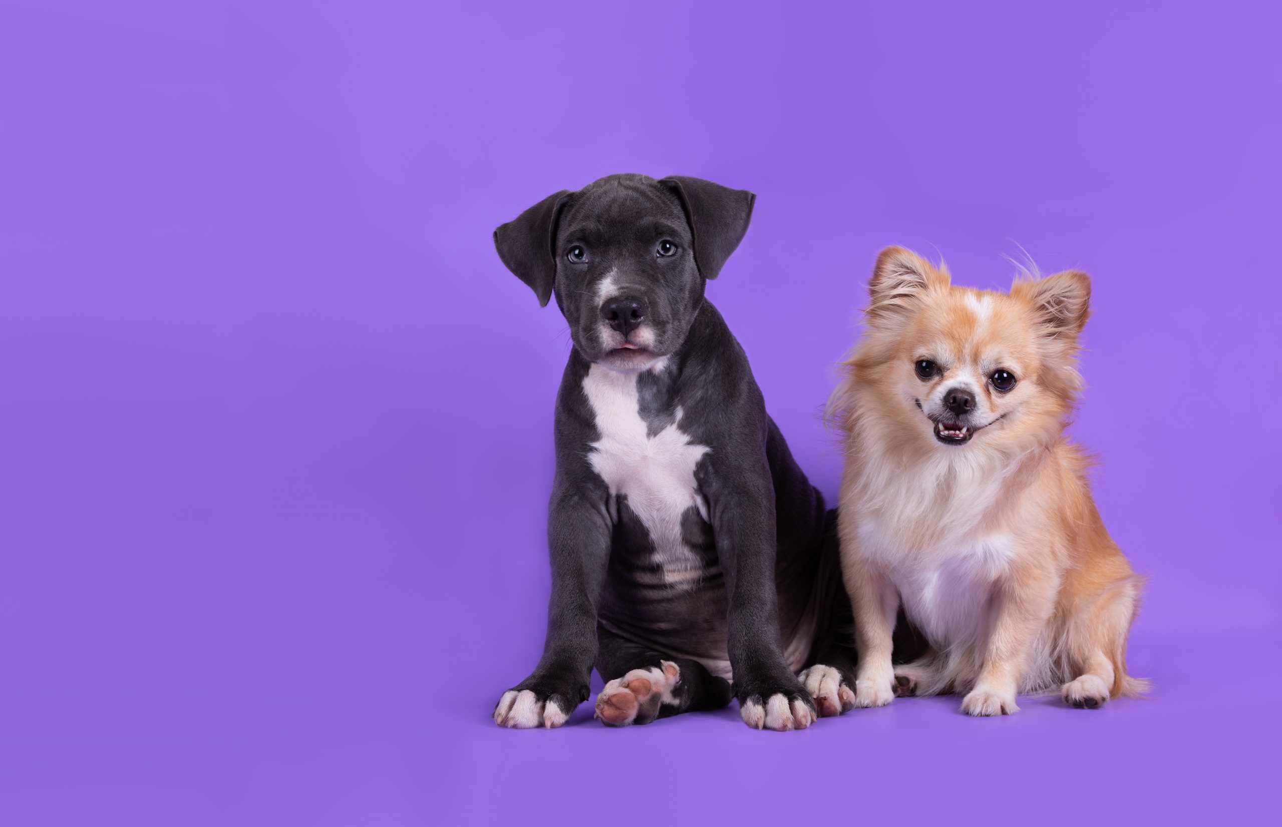 pet insurance can be confusing but we've created a step-by-step guide.