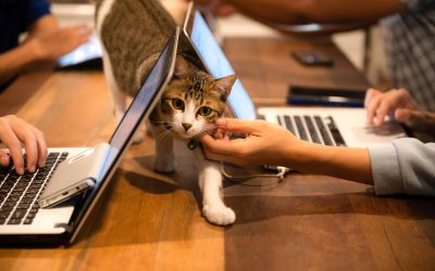 Pets are known to improve employee wellbeing and mental health.