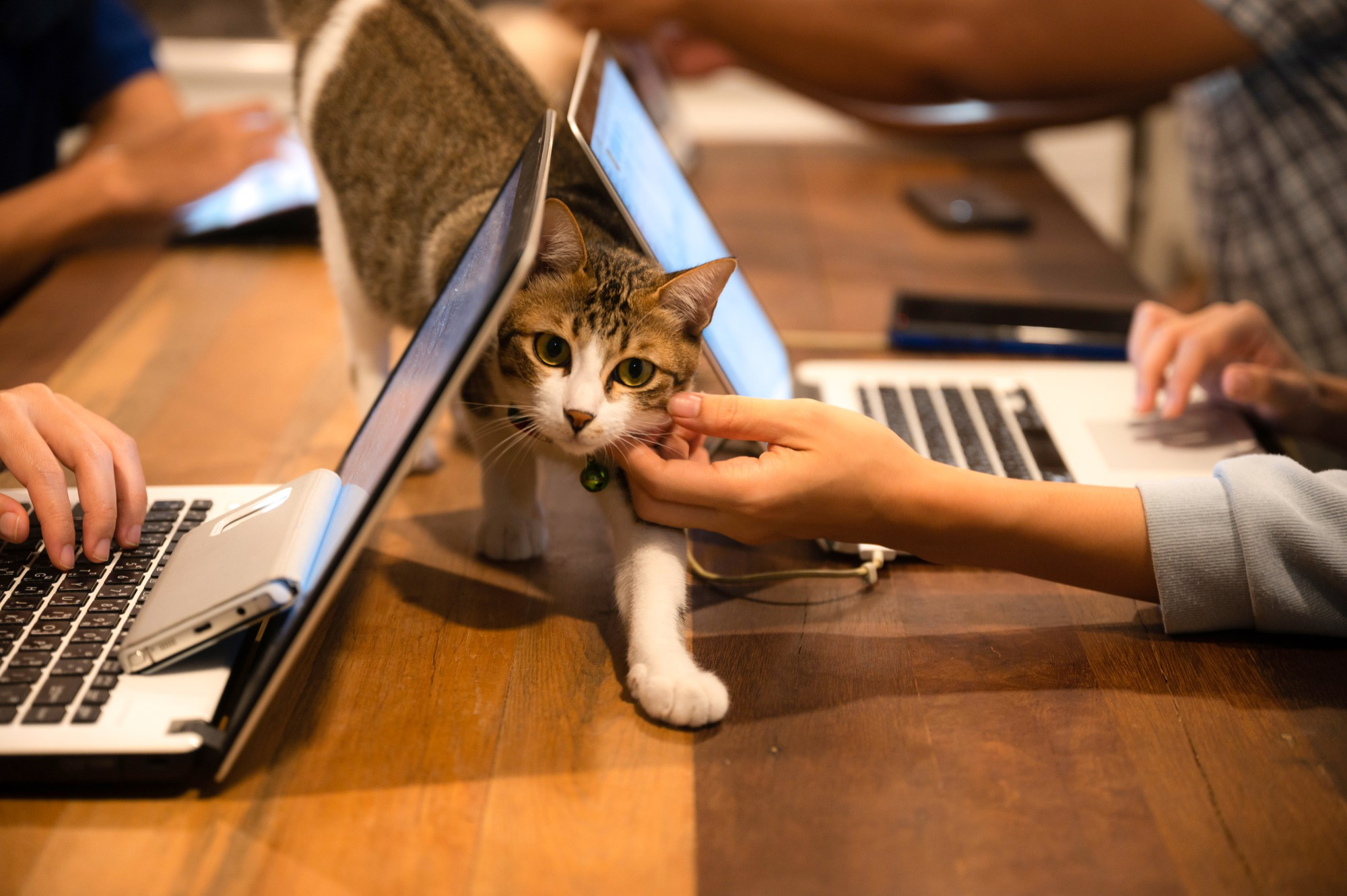9002 Pets are known to improve employee wellbeing and mental health.