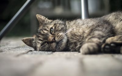 Cat or feline diabetes occurs when their bodies cannot properly regulate blood sugar levels.