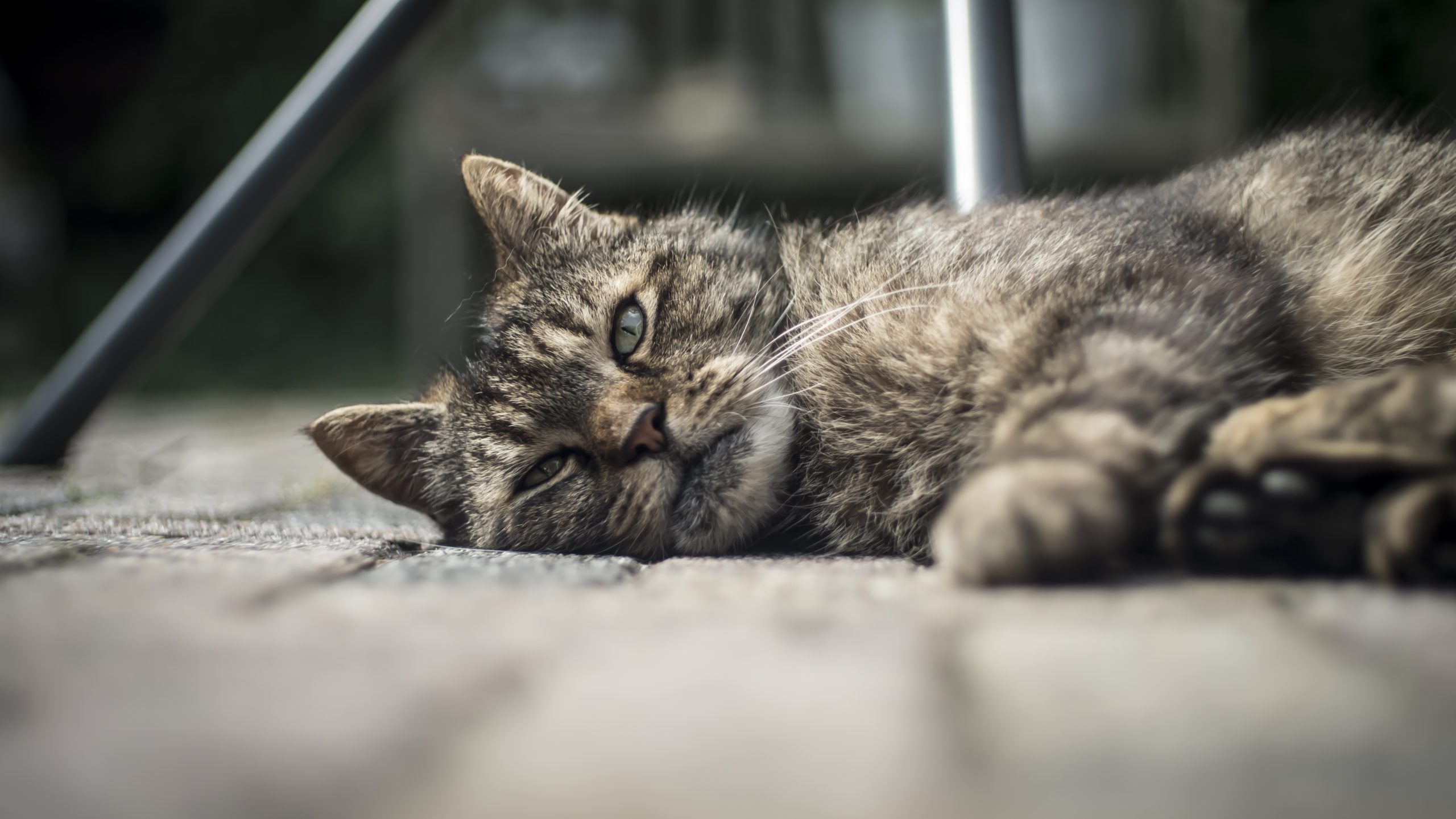 Closeup wide shot of an adult old domestic cat laying on the wooden porch and looking at the camera Cat or feline diabetes occurs when their bodies cannot properly regulate blood sugar levels.