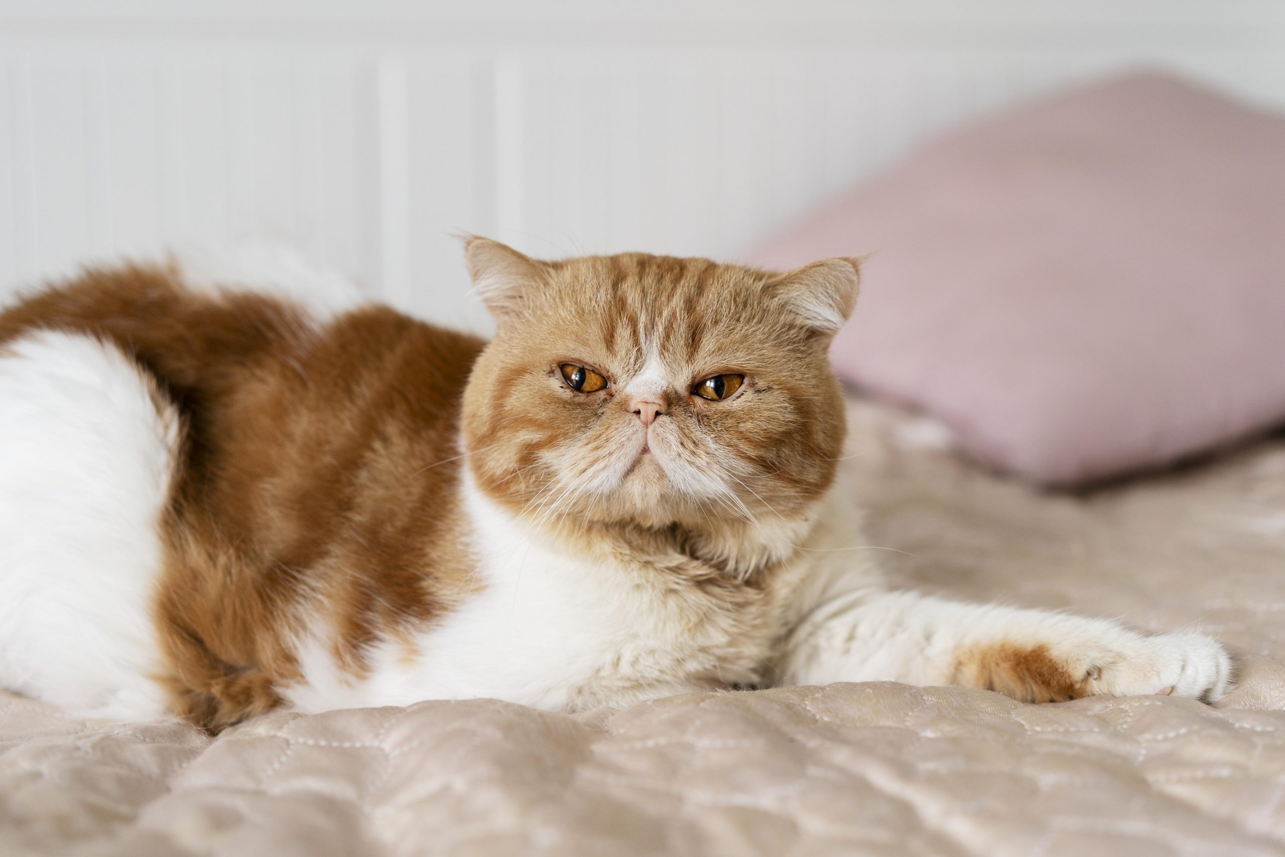 cute-cat-laying-bed Cat flu is feline respiratory disease caused by a combination of viruses and bacteria