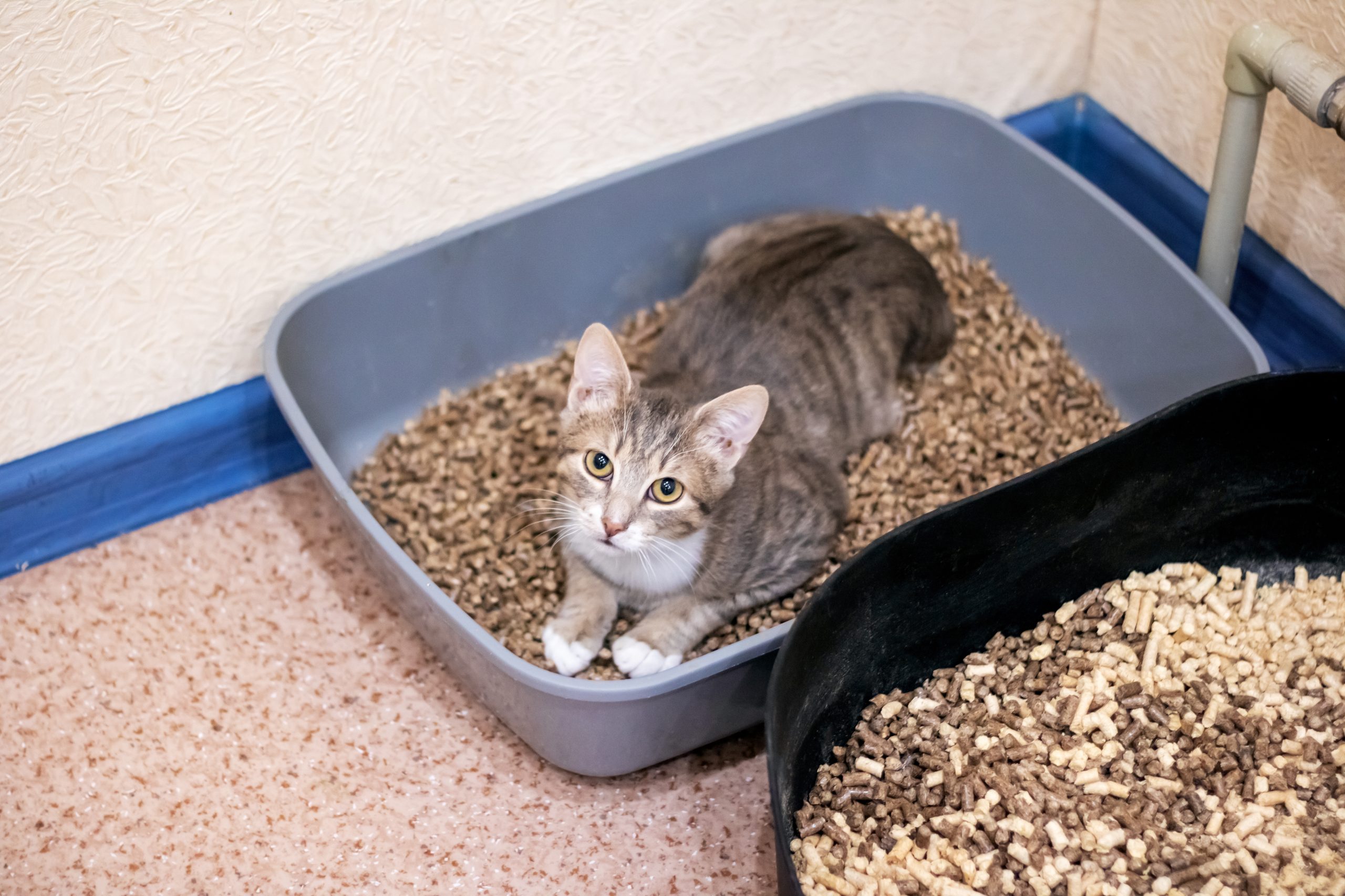 Grey kitten lying in litter box closeup Cats, like humans, can get urinary tract infections. Learn the symptoms and treatments of cat UTIs in this article.