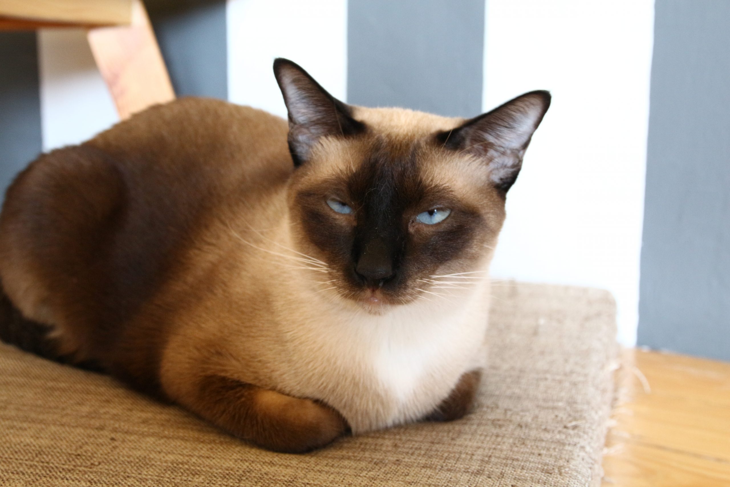portrait-cat Siamese cats are predisposed to developing hyperthyroidism.