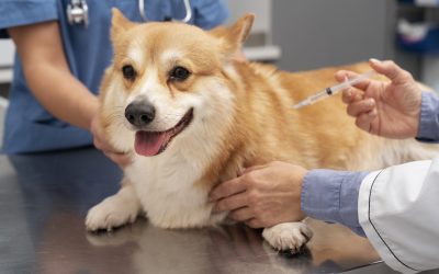 The Lepto vaccine helps to prevent pets from catching the leptospirosis vaccine.